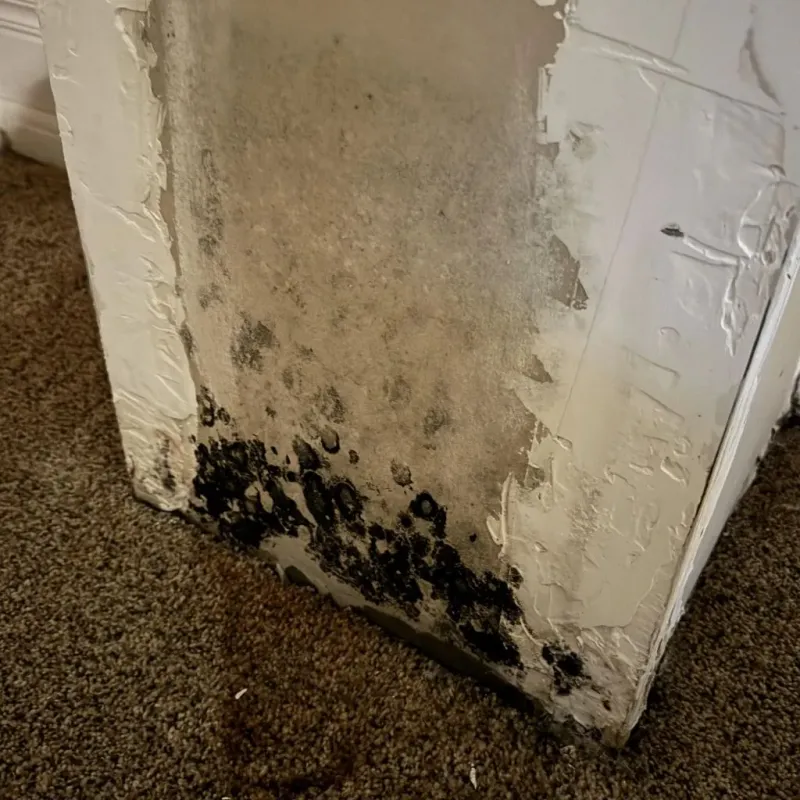 Professional Mold Removal in Sheffield, AL
